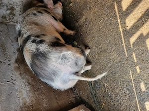 Porc de vânzare  - imagine 3