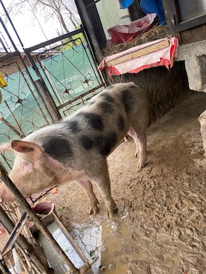 Vind vier aproximativ 140 kg - imagine 4