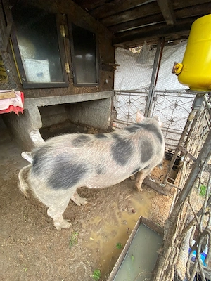 Vind vier aproximativ 140 kg - imagine 3