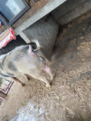 Vind vier aproximativ 140 kg - imagine 2