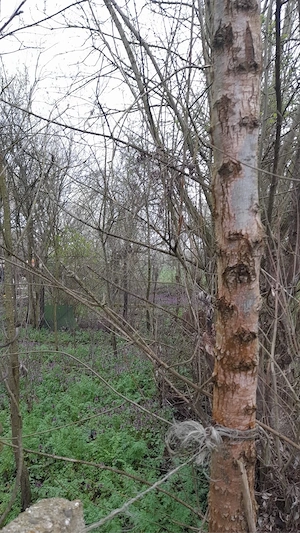 Vand teren cu casa nelocuibila - imagine 4