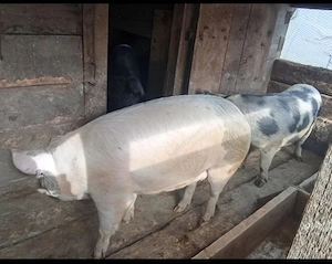 De vanzare  - imagine 2