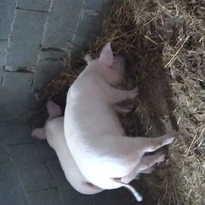 Purcei de vânzare  - imagine 3