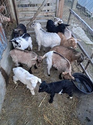 Vand iezi pentru Paște 