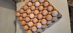 Vand oua proaspete de la gaini crescute bio si in aer liber