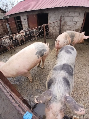 Porci de vânzare  - imagine 3