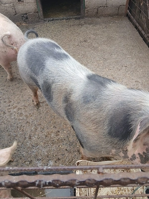 Porci de vânzare  - imagine 4