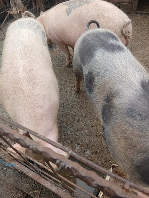 Porci de vânzare  - imagine 2