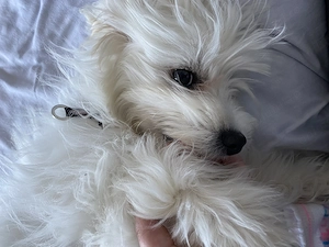 Bichon maltez 7luni de vânzare  - imagine 2