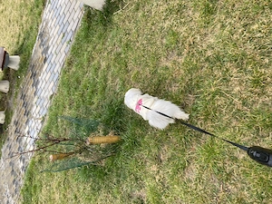 Bichon maltez 7luni de vânzare 