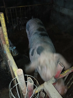 porci de carne  - imagine 3