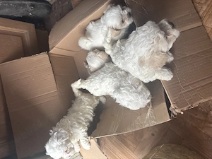 Vând bisoni maltezi drăgălași jucăuși merită văzuți sunt foarte atrăgători nu vă dezamăgiți preț acc - imagine 3