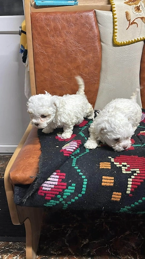 Vand bictsoni maltezi sunt de șapte săptămâni mai sunt disponibili trei bucăți două fetițe și-i un b