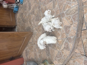 Vând bisoni maltezi drăgălași jucăuși merită văzuți sunt foarte atrăgători nu vă dezamăgiți preț acc - imagine 2