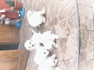 Vând bisoni maltezi drăgălași jucăuși merită văzuți sunt foarte atrăgători nu vă dezamăgiți preț acc - imagine 4