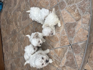 Vând bisoni maltezi drăgălași jucăuși merită văzuți sunt foarte atrăgători nu vă dezamăgiți preț acc