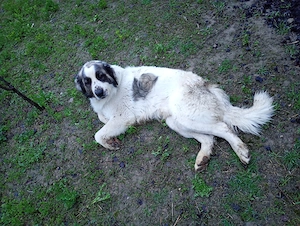 Vând câine ciobănesc de Bucovina  - imagine 3