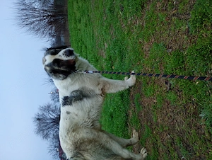 Vând câine ciobănesc de Bucovina  - imagine 2