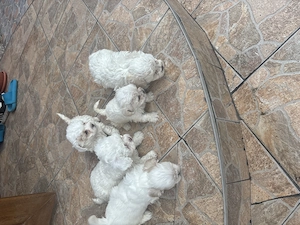 Vând bisoni maltezi drăgălași jucăuși merită văzuți sunt foarte atrăgători nu vă dezamăgiți preț acc - imagine 5