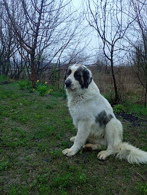 Vând câine ciobănesc de Bucovina 