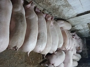 800 lei buc 38,40 45 kg