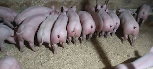 vand porci rasa de carne