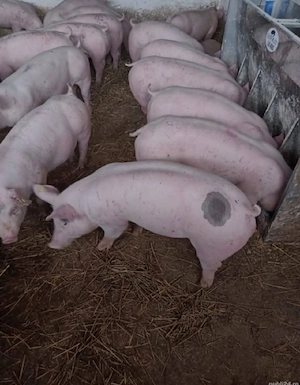 vand porci rasa de carne - imagine 4