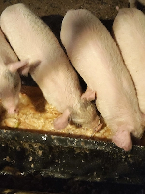 De vânzare purcei rasa petrean cu duro 6 săptămâni  - imagine 3