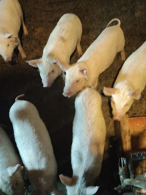 De vânzare purcei rasa petrean cu duro 6 săptămâni  - imagine 2