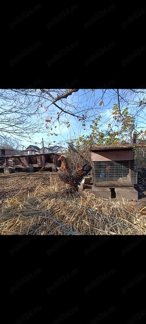 Ouă găinușe mii de flori