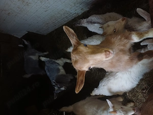 iezi de vinzare 25 ron kg