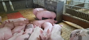 vand purcei rasa de carne