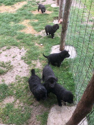 ciobanesc corb  - imagine 5