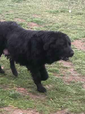 ciobanesc corb  - imagine 4