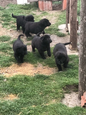 ciobanesc corb  - imagine 3