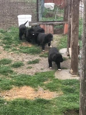 ciobanesc corb  - imagine 2