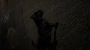 Vând cane corso în vârstă de 7 luni  - imagine 2