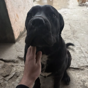 Vând cane corso în vârstă de 7 luni 