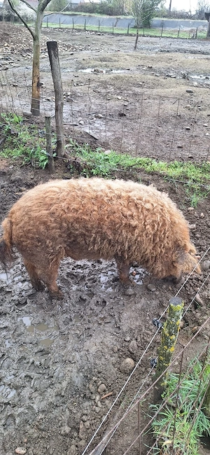 Scroafa si porc mangalița de vanzare  - imagine 3