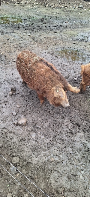 Scroafa si porc mangalița de vanzare  - imagine 5