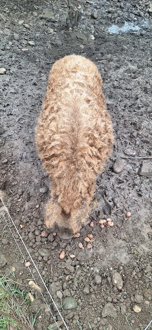 Scroafa si porc mangalița de vanzare  - imagine 4