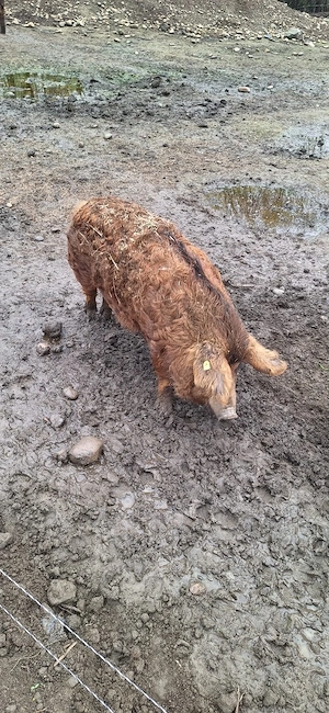 Scroafa si porc mangalița de vanzare  - imagine 2