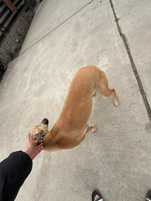 Ogar de vânzare, femela - imagine 4