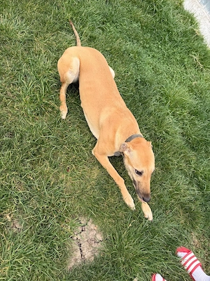 Ogar de vânzare, femela - imagine 2