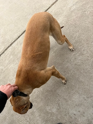 Ogar de vânzare, femela - imagine 3