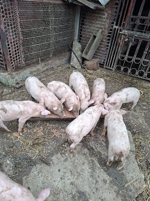 Vand grasuni landras