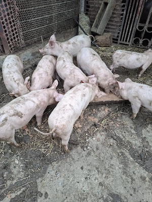 Vand grasuni landras - imagine 2