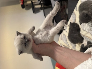 Pui British Shorthair premium   educați la litieră, disponibili - imagine 2