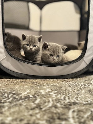 Pui British Shorthair premium   educați la litieră, disponibili - imagine 3