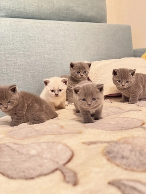 Pui British Shorthair premium   educați la litieră, disponibili - imagine 5